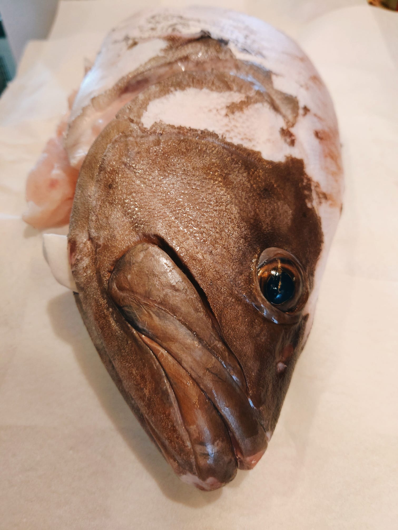 焼とり 熟成魚 木崎 熟成魚専門店は来年の仕込みがすでに 11月から始まっています 良質の鷹羽 5kg Facebook