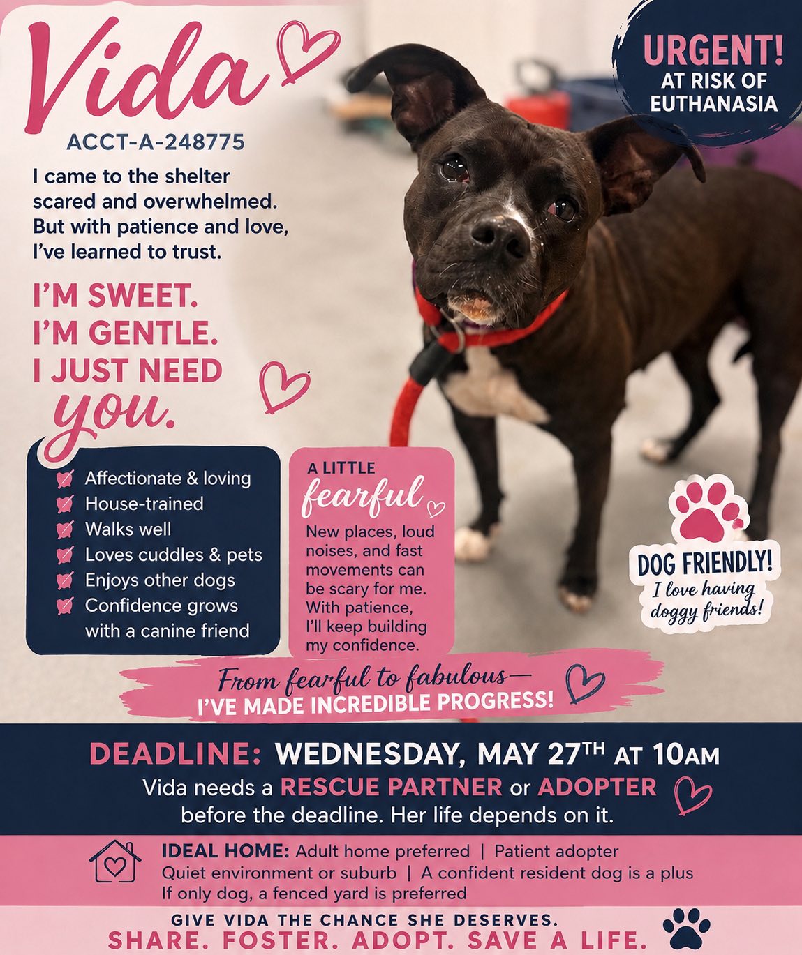 Urgent dog adoptions needed in Philadelphia, PA