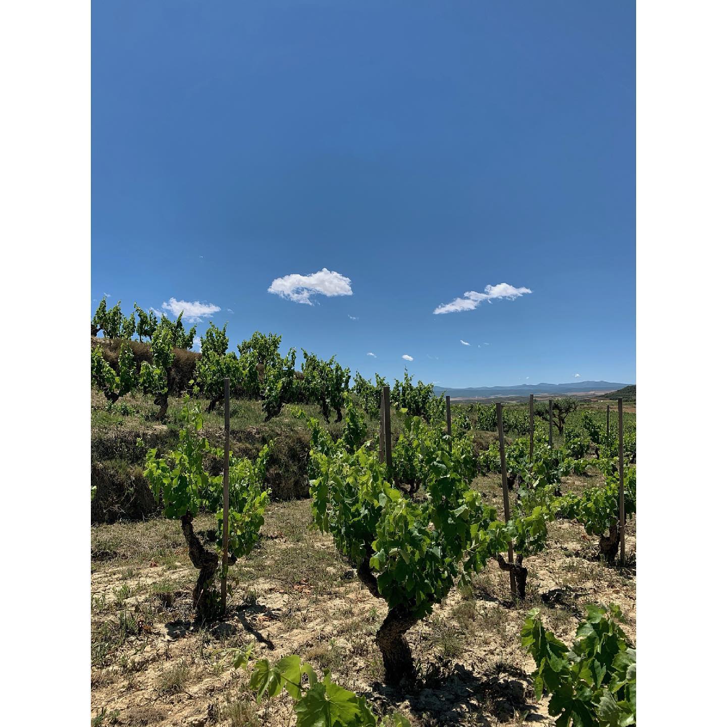 Roots Rioja | Logroño