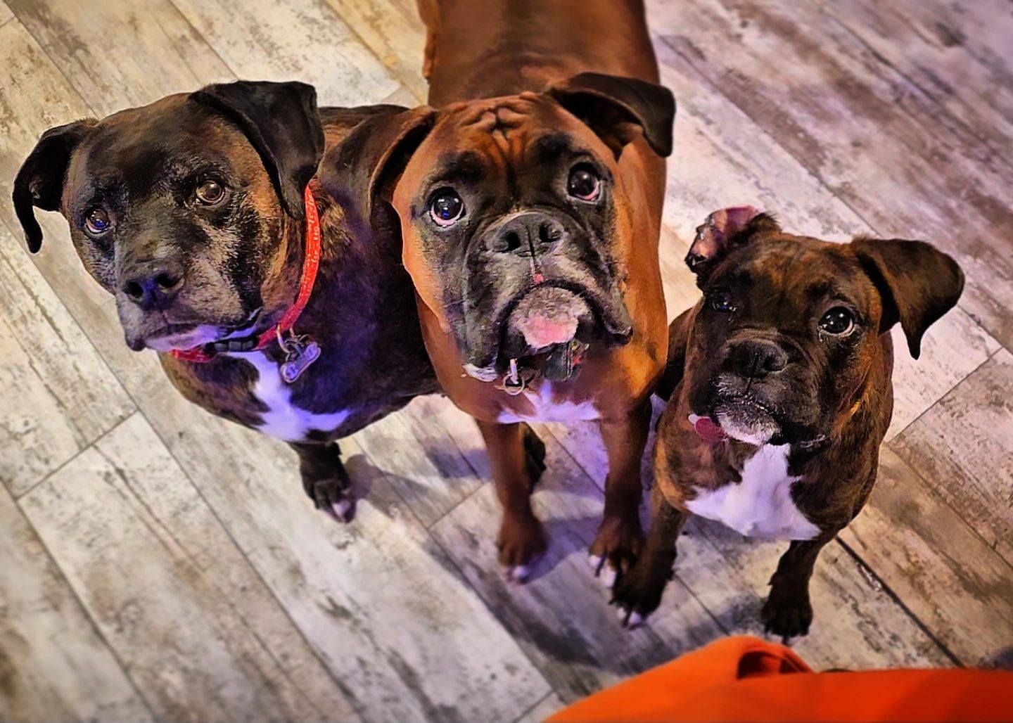 Everyday Boxer | Who has a micro boxer