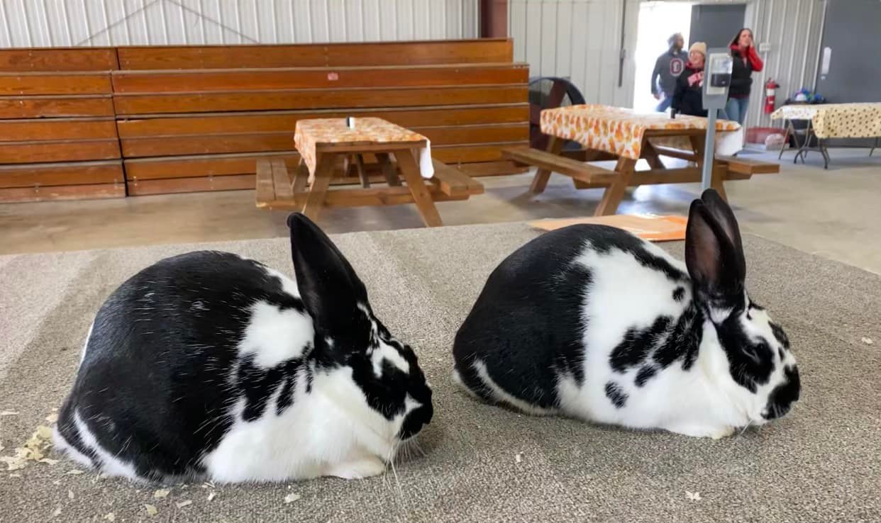 D&D Rabbitry will have a few broken... - Dawson's Rabbitry | Facebook