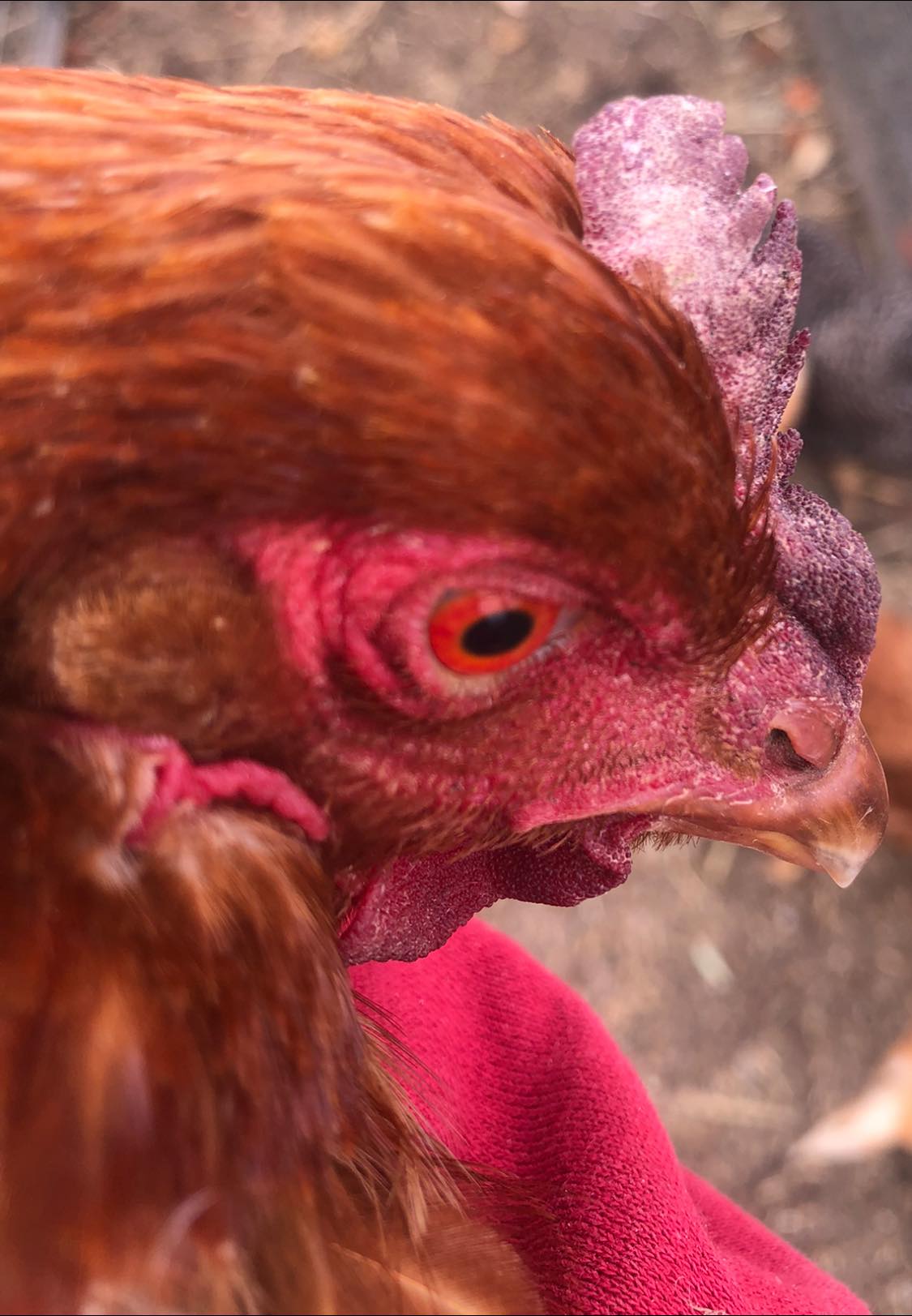 Australian Poultry by Backyard Poultry | Her comb has no colour in it ...