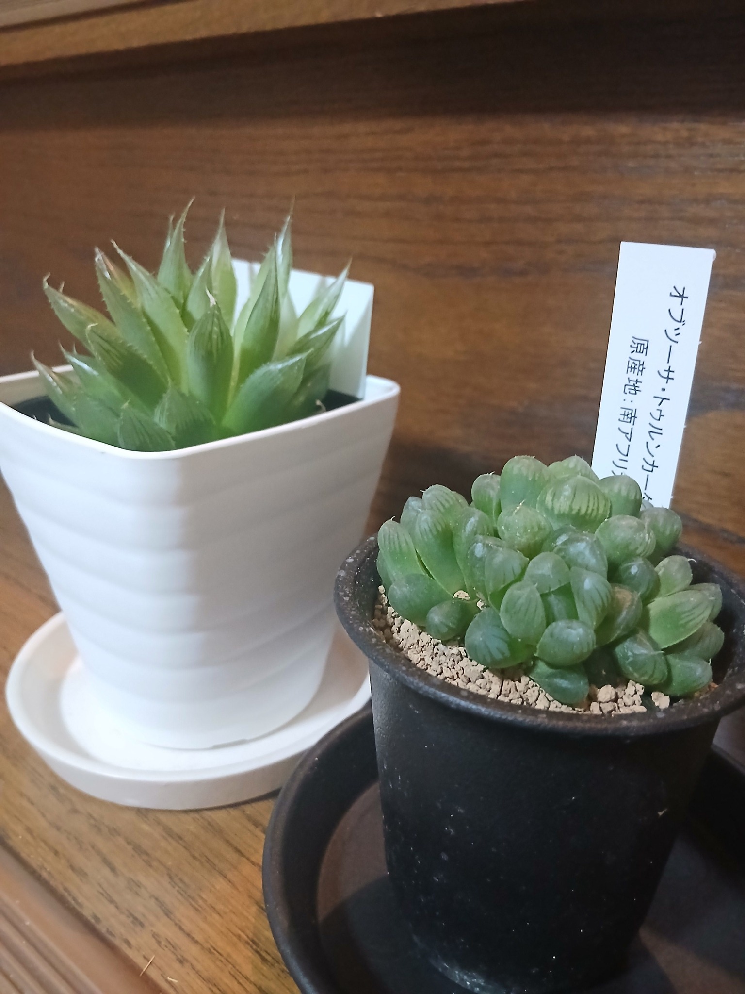 葉挿しっ子が少しずつ大きくなってきましたー