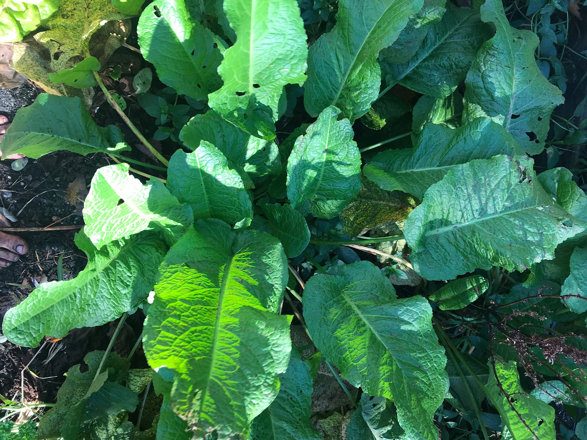 The kids dug up some beautiful Yellow Dock plants this past week in the ...