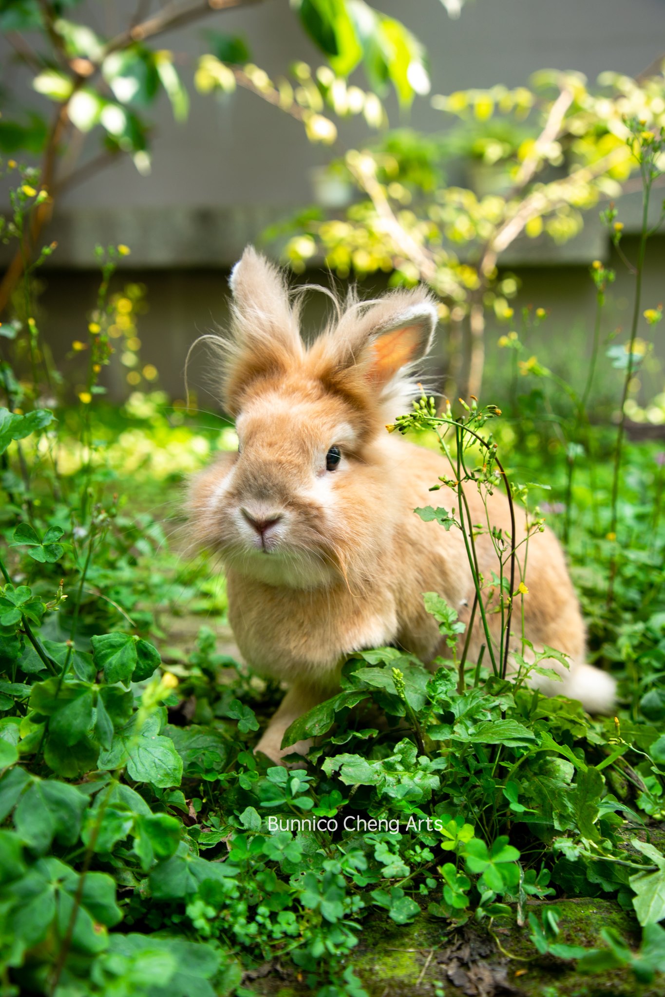 歡迎預約 🐇 友愛兔攝影 💕 服務，留下有愛兔的美好印象。... - Friend Rabbit 友愛兔 | Facebook