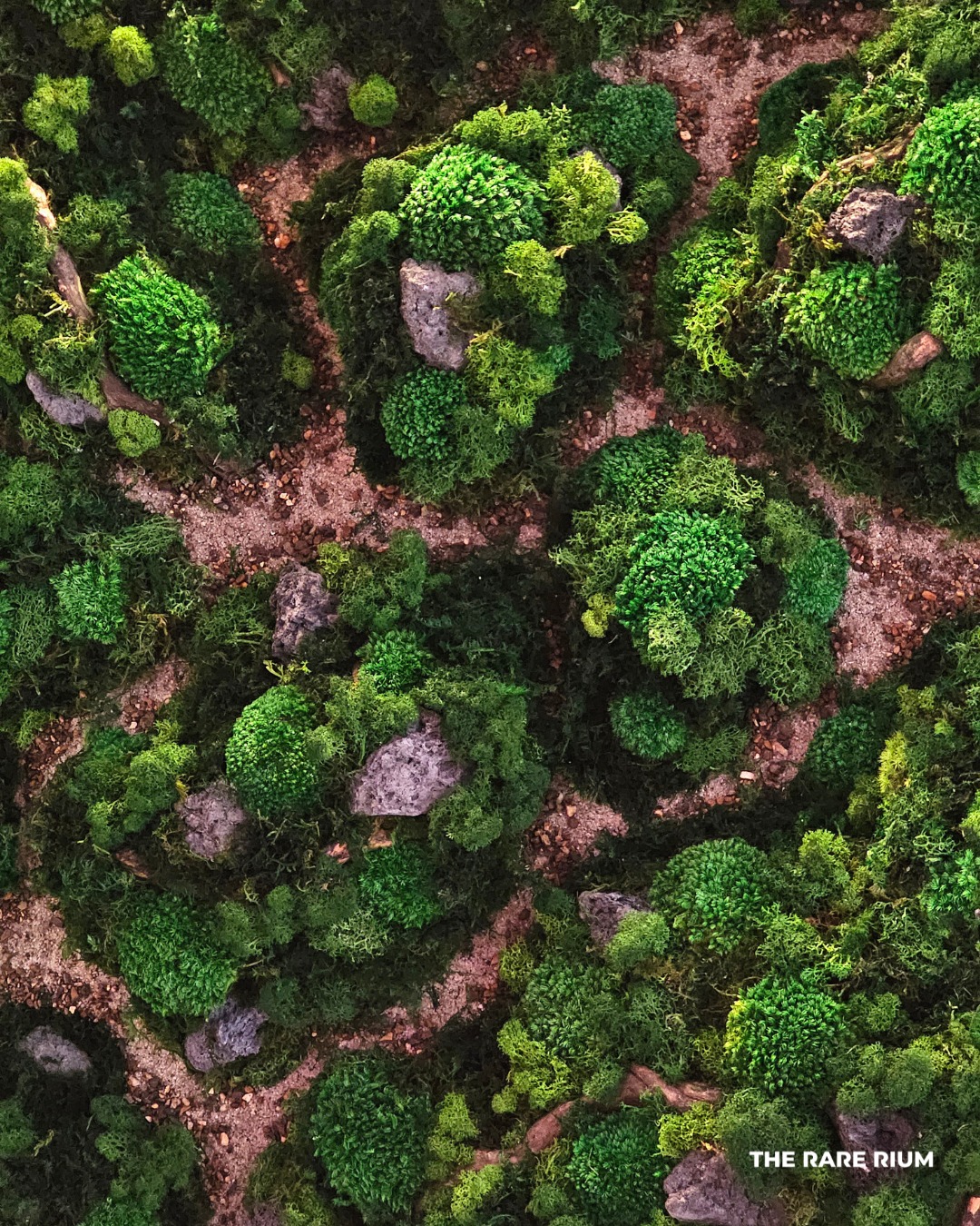 Thêm một bức tranh rêu... - The Rare Rium - Plant & Moss Art