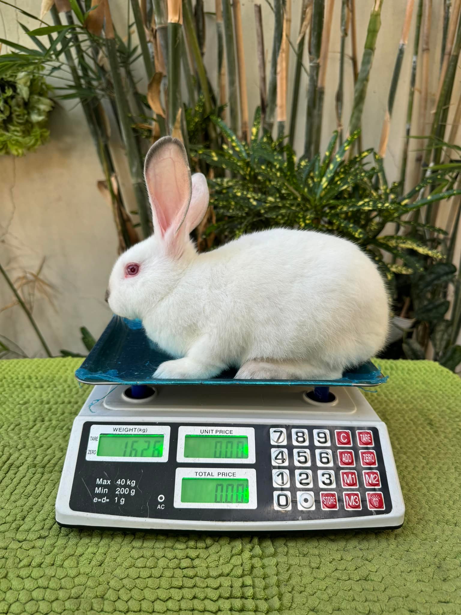 Transylvania Giant x... - Optimum Rabbits Pampanga
