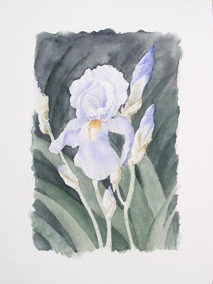 Iris, studio