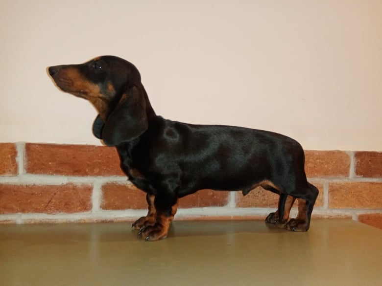Csahosdachs Rovidszoru Standard Tacsko Kennel Home Facebook