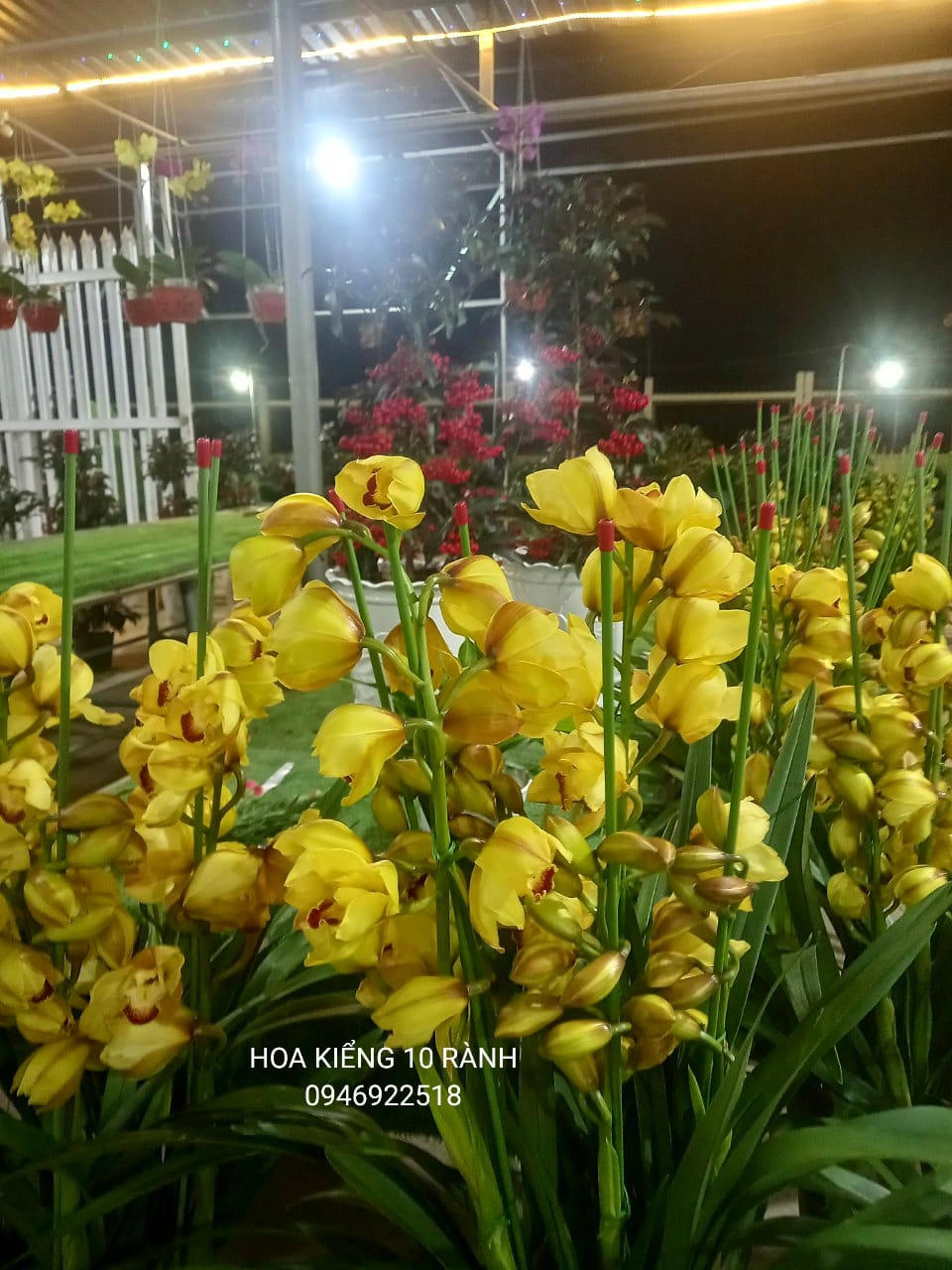 HOA KIỂNG 10 RÀNH added a new photo. - HOA KIỂNG 10 RÀNH