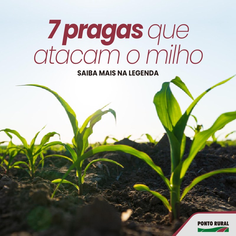 Ponto Rural Agro