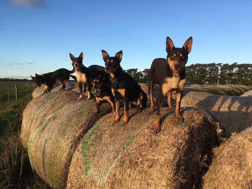 Jaree working dogs
