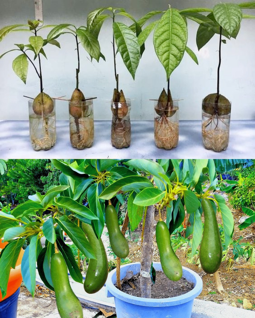 How to Grow Avocados in Containers -... - Homestead Gardening
