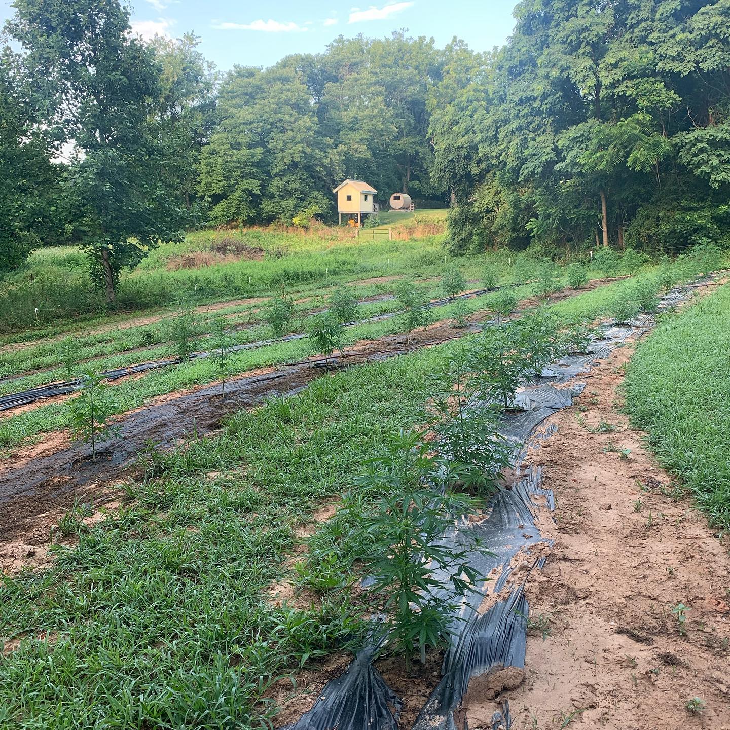 Smokey Ridge Farm