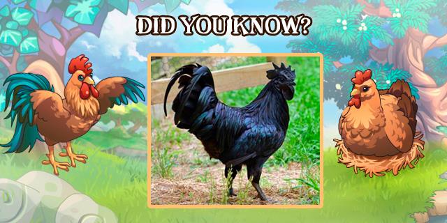 Dreamland - Ayam Chemani is a rare ornamental breed of hen from ...