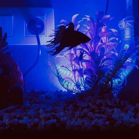 Fish-Tik&Co