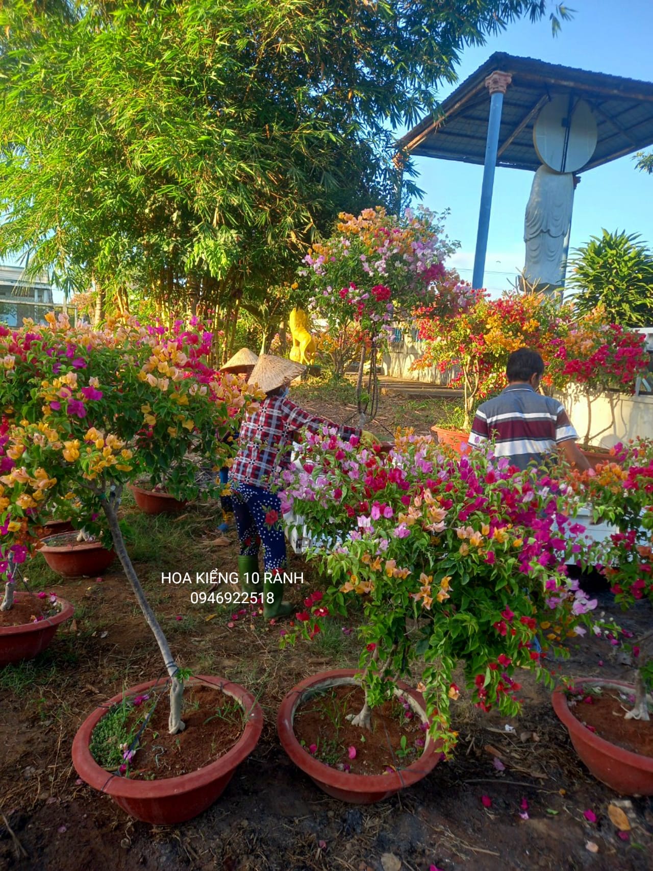 HOA KIỂNG 10 RÀNH added a new photo. - HOA KIỂNG 10 RÀNH