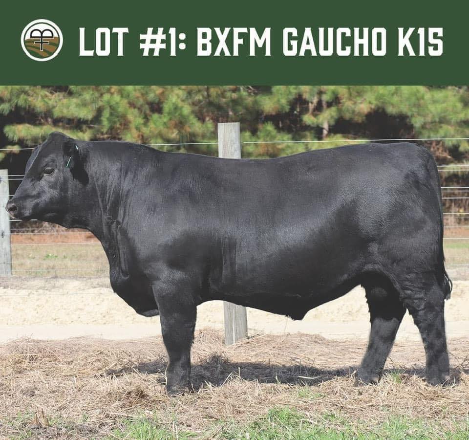 Baxley... - Baxley Family Farms, LLC Angus-Simmental-SimAngus