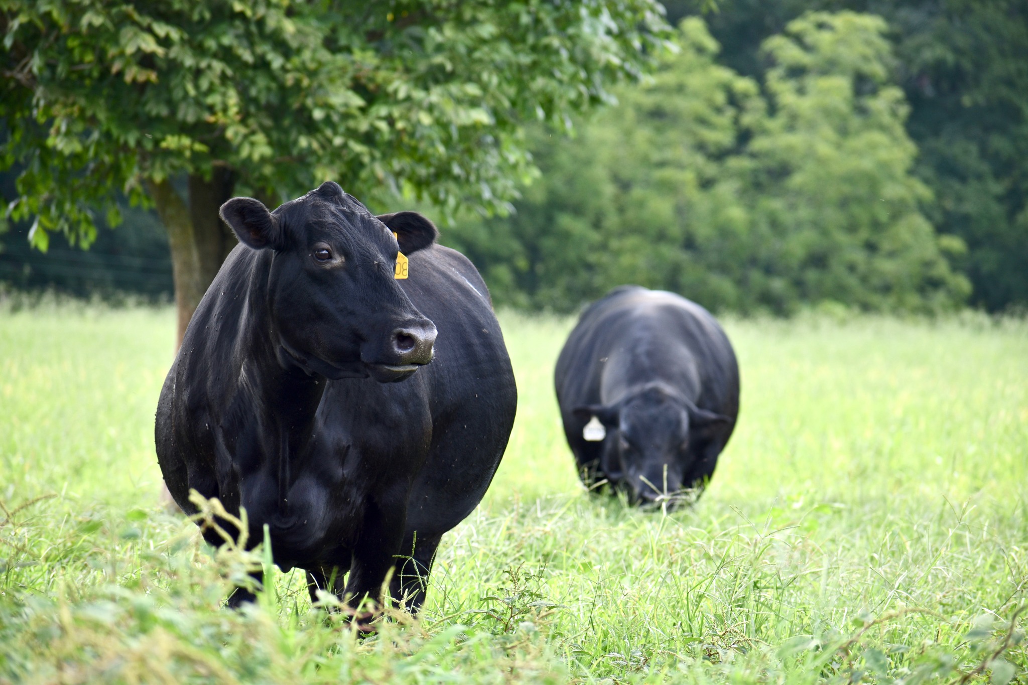 Clark Farms Angus - FOR SALE: Proven calving ease 3 year old Bull sired ...
