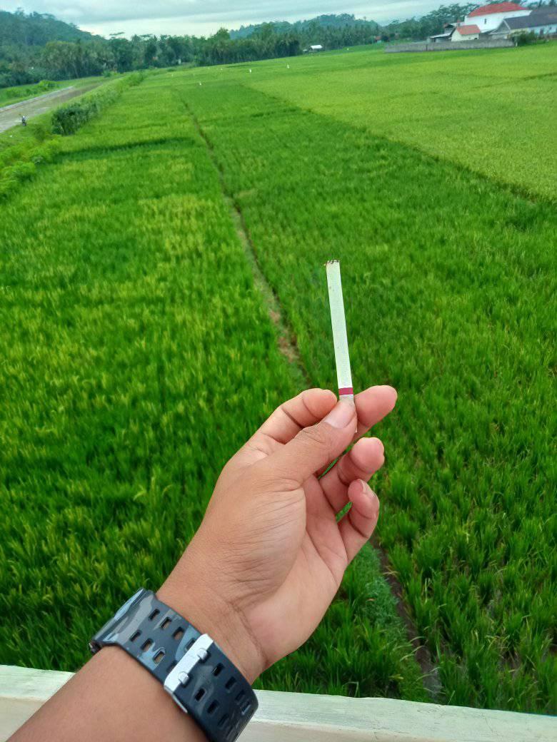 Wirog Tampan