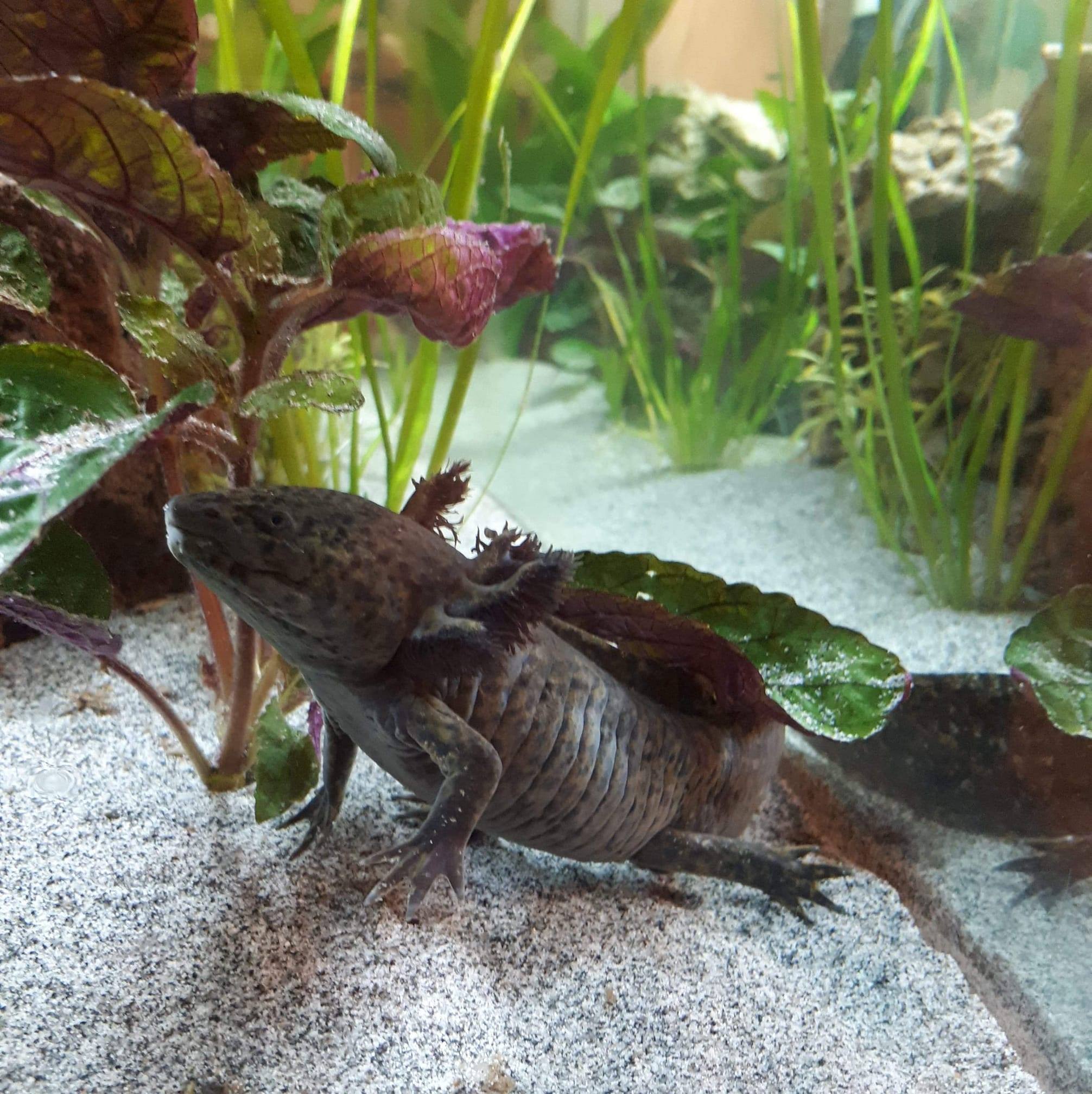 Axolotls Home Facebook