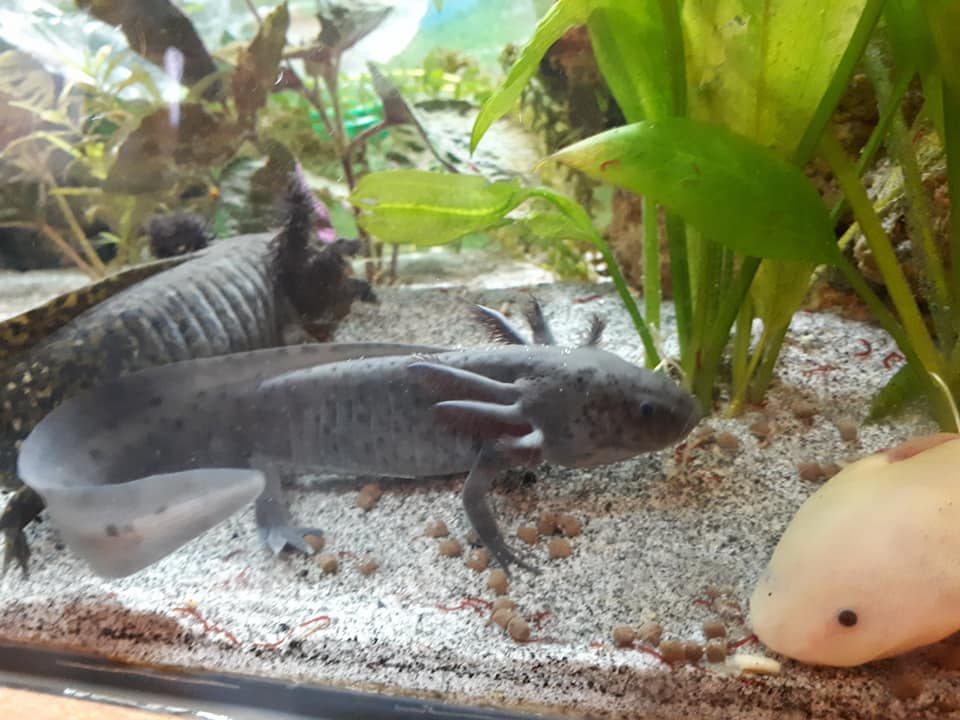 Axolotls Home Facebook