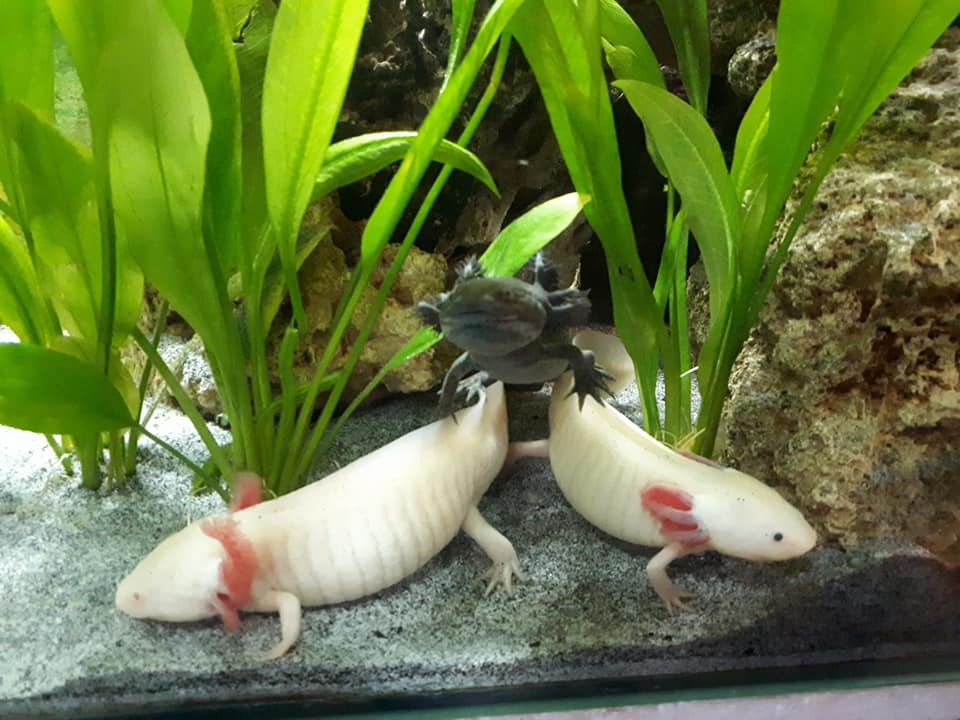 Axolotls Home Facebook
