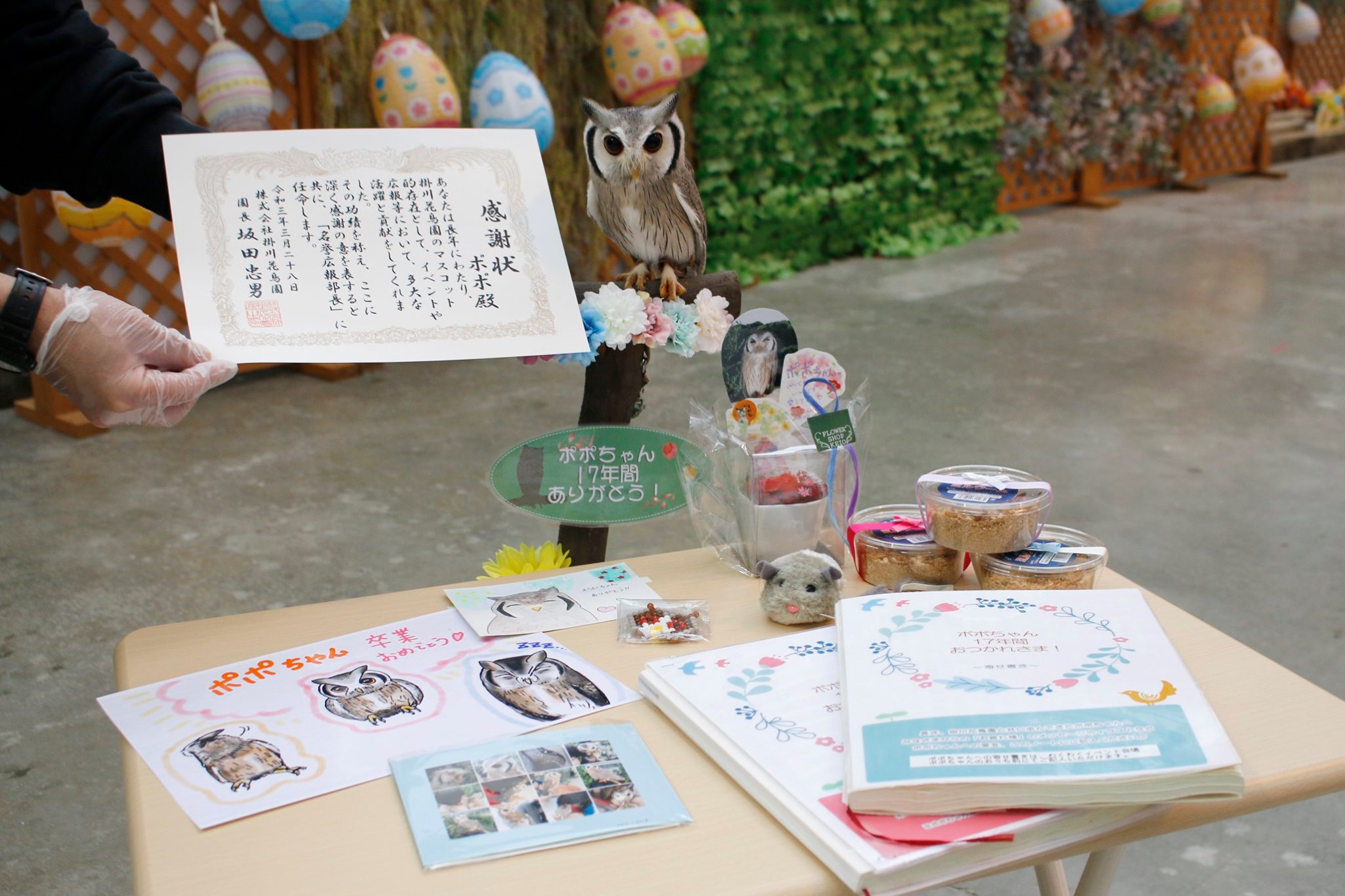 掛川花鳥園 21年3月28日 日 をもちまして アフリカオオコノハズク ポポ ちゃんが展示を卒業いたしました Facebook