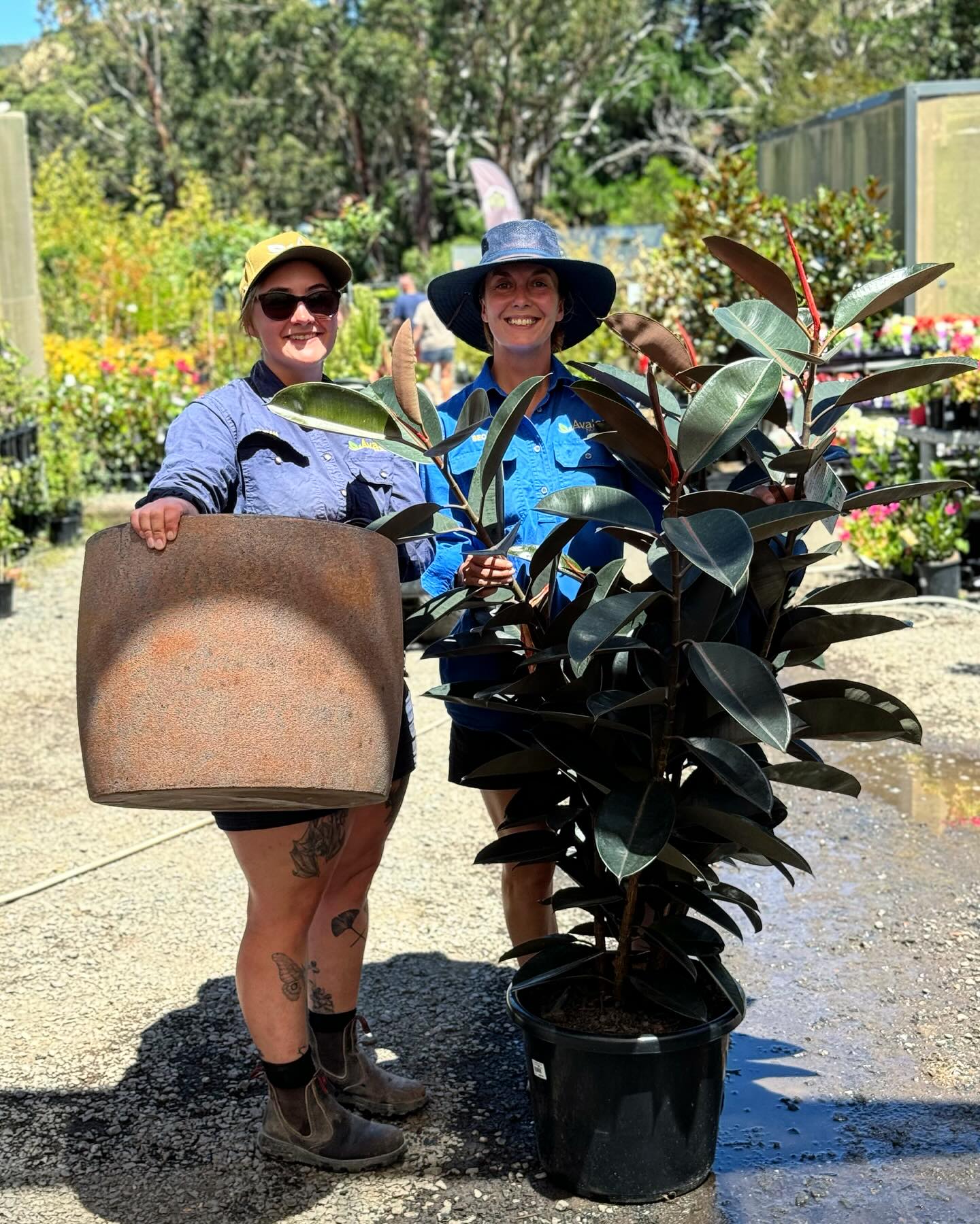 Avalon Nursery - WIN this $300 Ficus & rust pot combo 😍... | Facebook