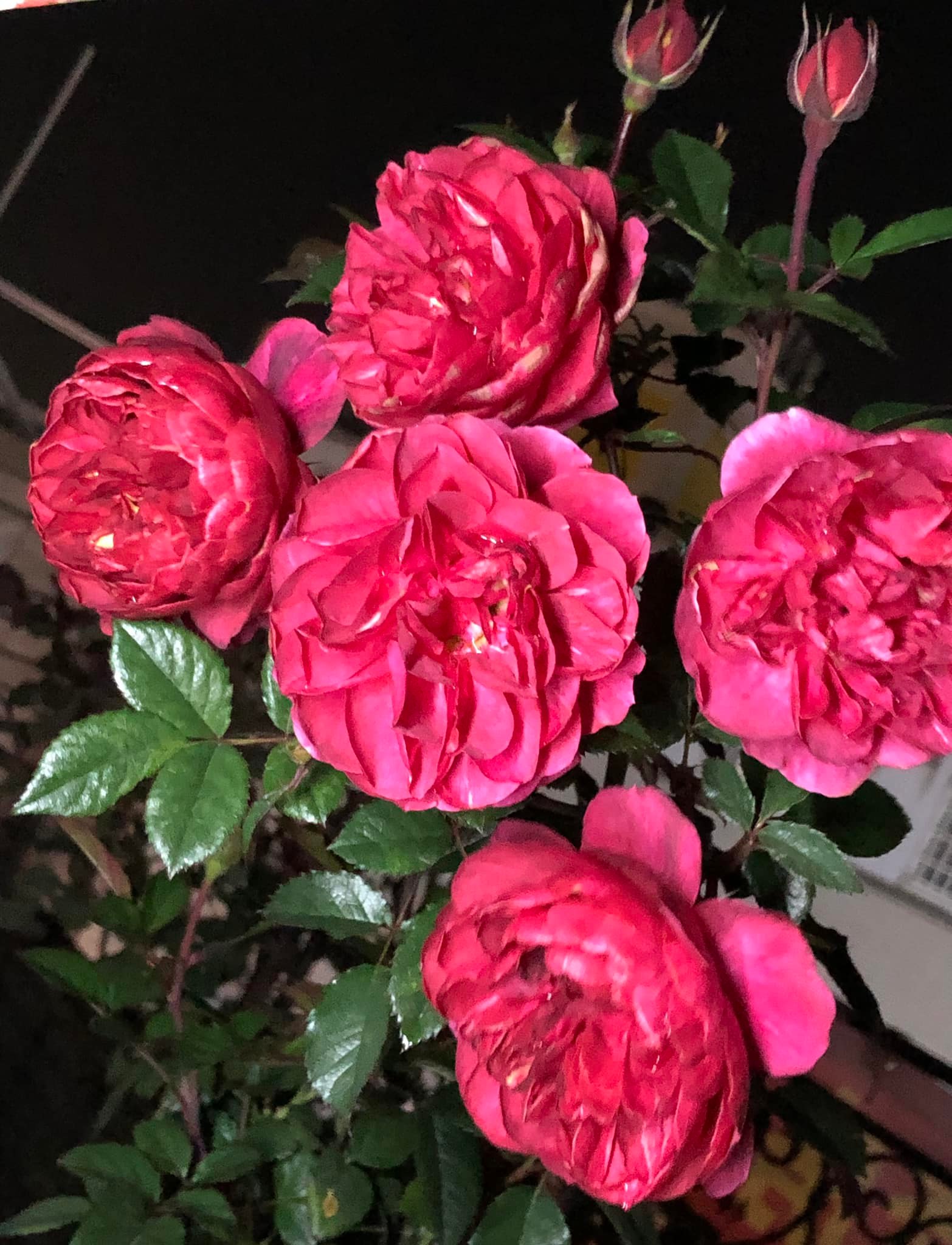 玫瑰栽培討論區 | 晚安~賞賞花🌹