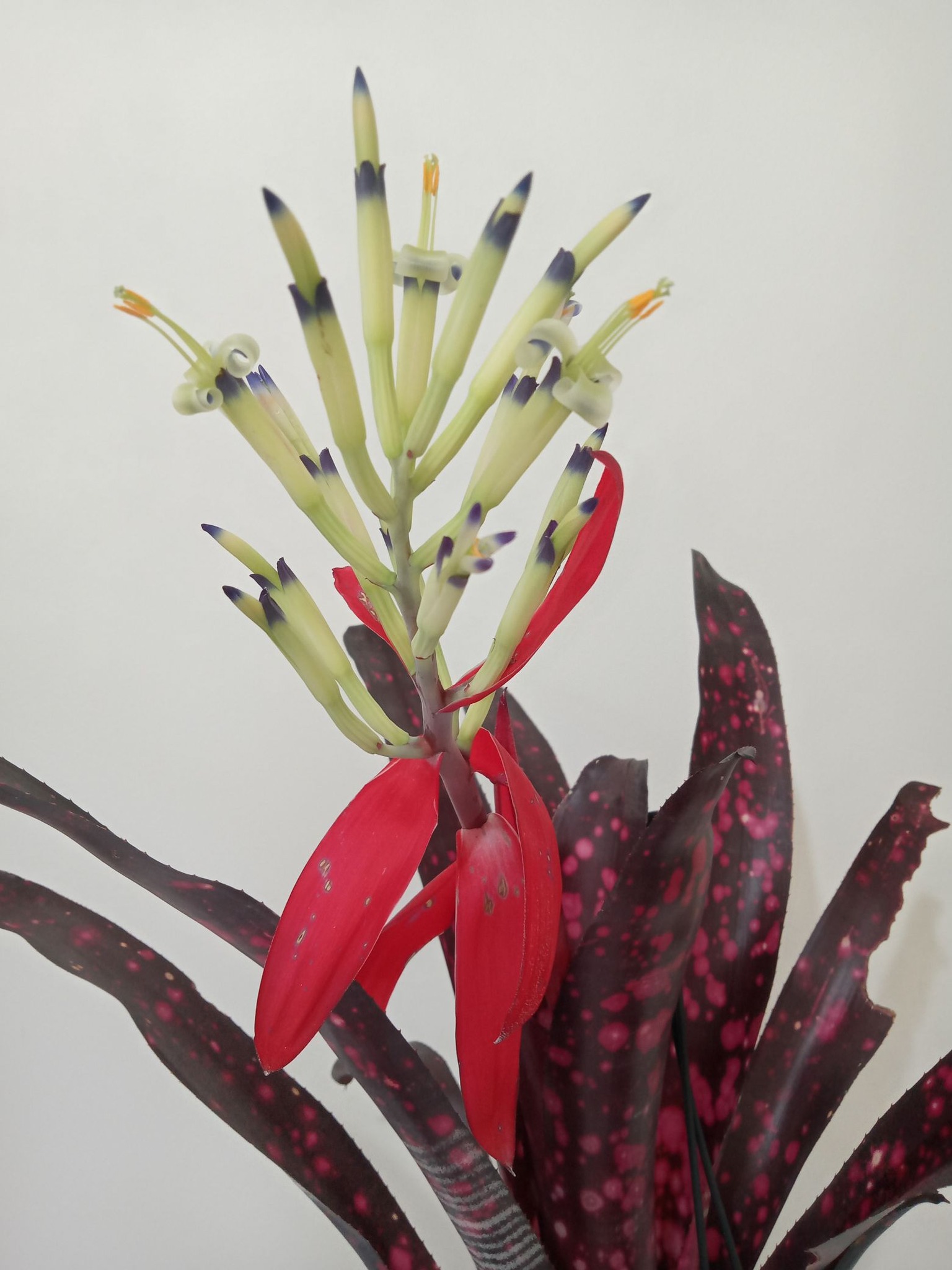 Billbergia Talbot Cherry Maple bromeliad plant