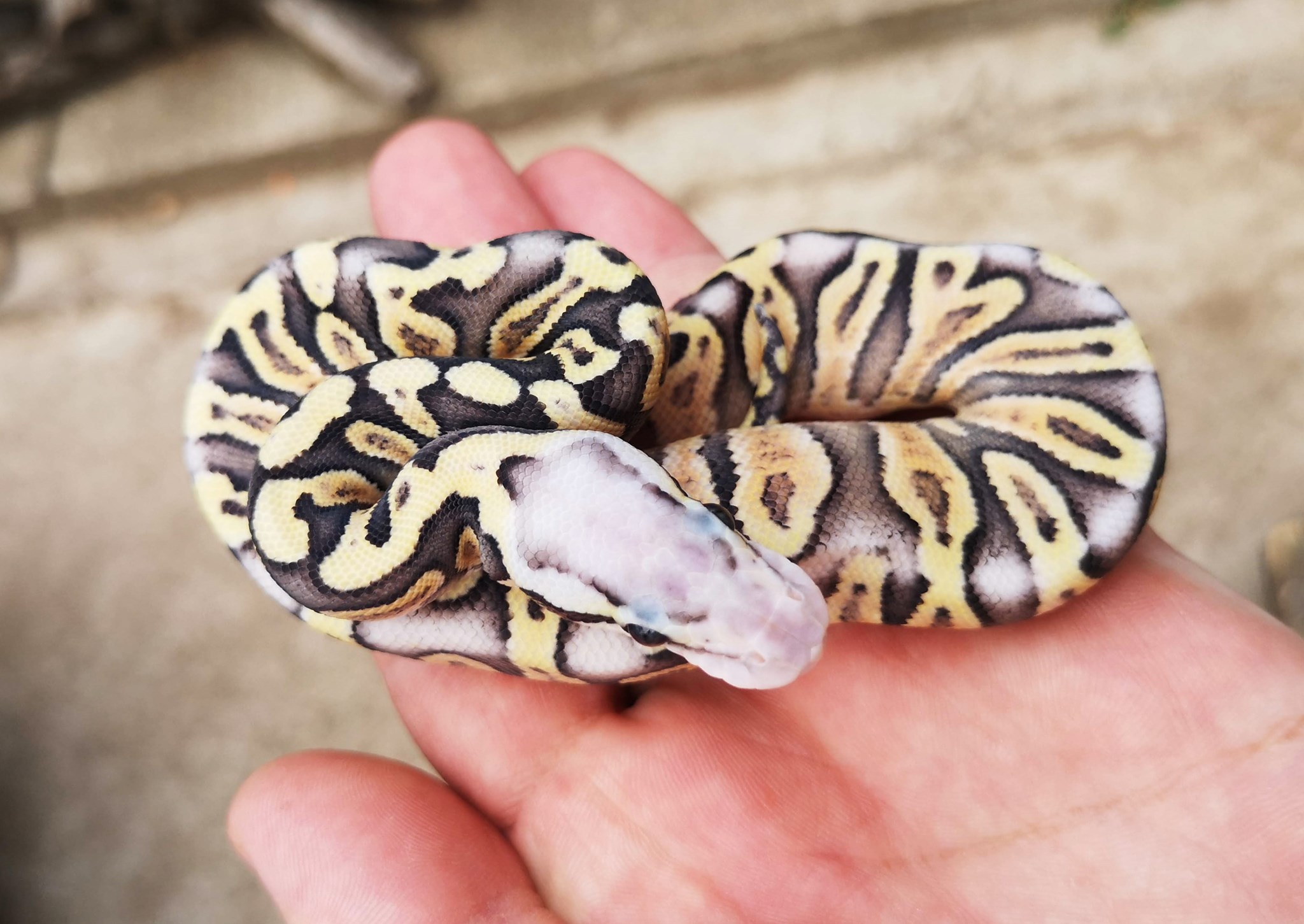 Éra Ball Python/Királypiton... - Éra Ball Python/Királypiton
