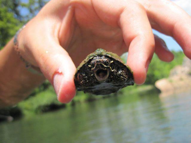 Turtle