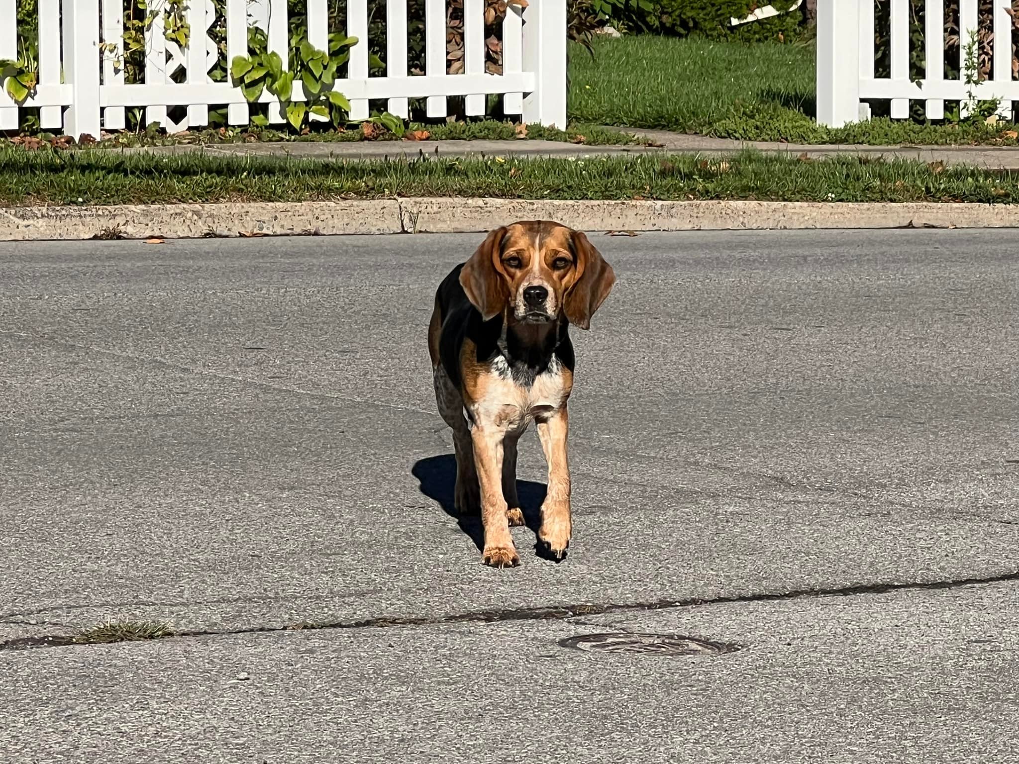 Newark~ Your Village~Your Community | This beagle was spotted outside ...
