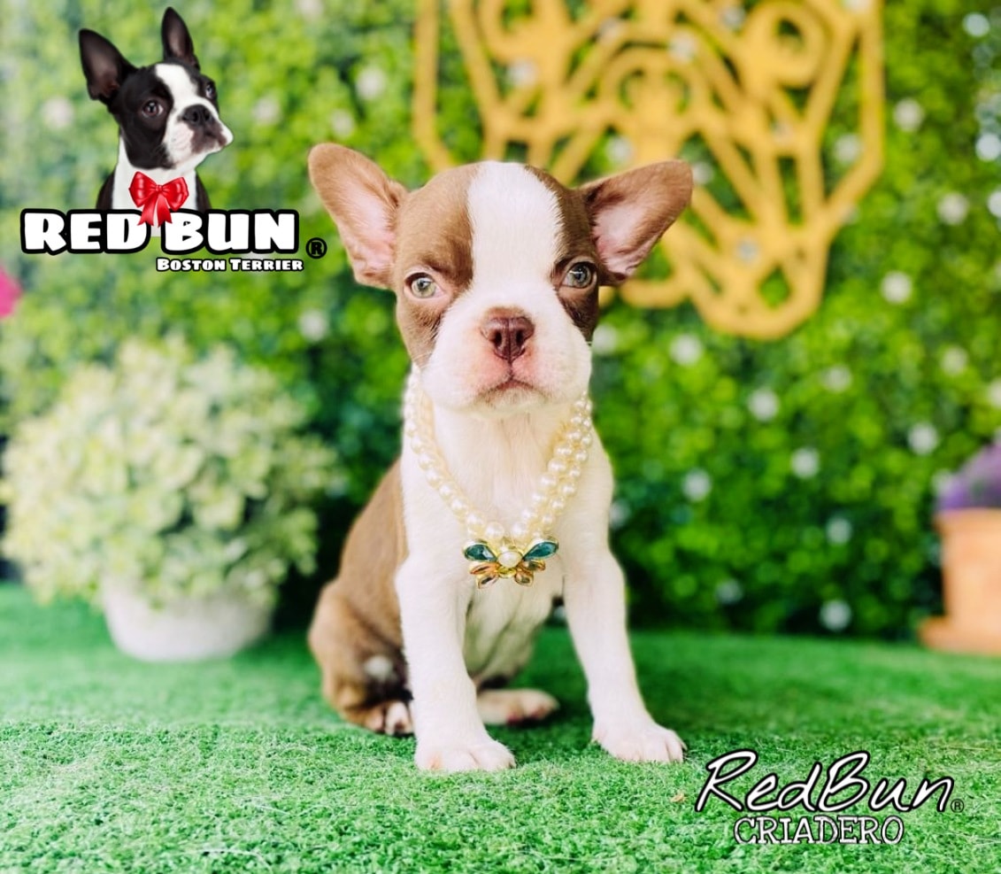 ️ Shelby Red Bun ♀️ Boston terrier lista para encontrar un nuevo 🏠. 🚙 ️ ...