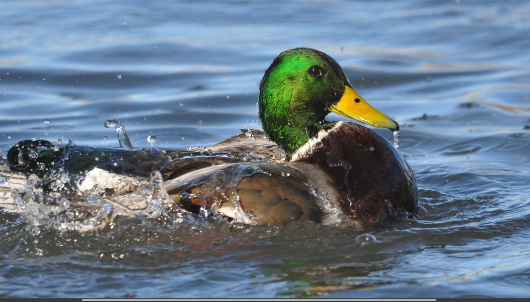 Be like a duck. Calm on the surface, but always paddling like the dickens underneath. Mallard pair in Whitefish, Montana