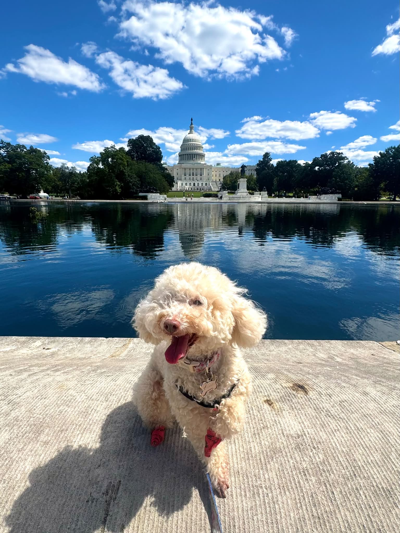 Chanel the Poodle's peaceful Labor Day stroll in Washington, DC