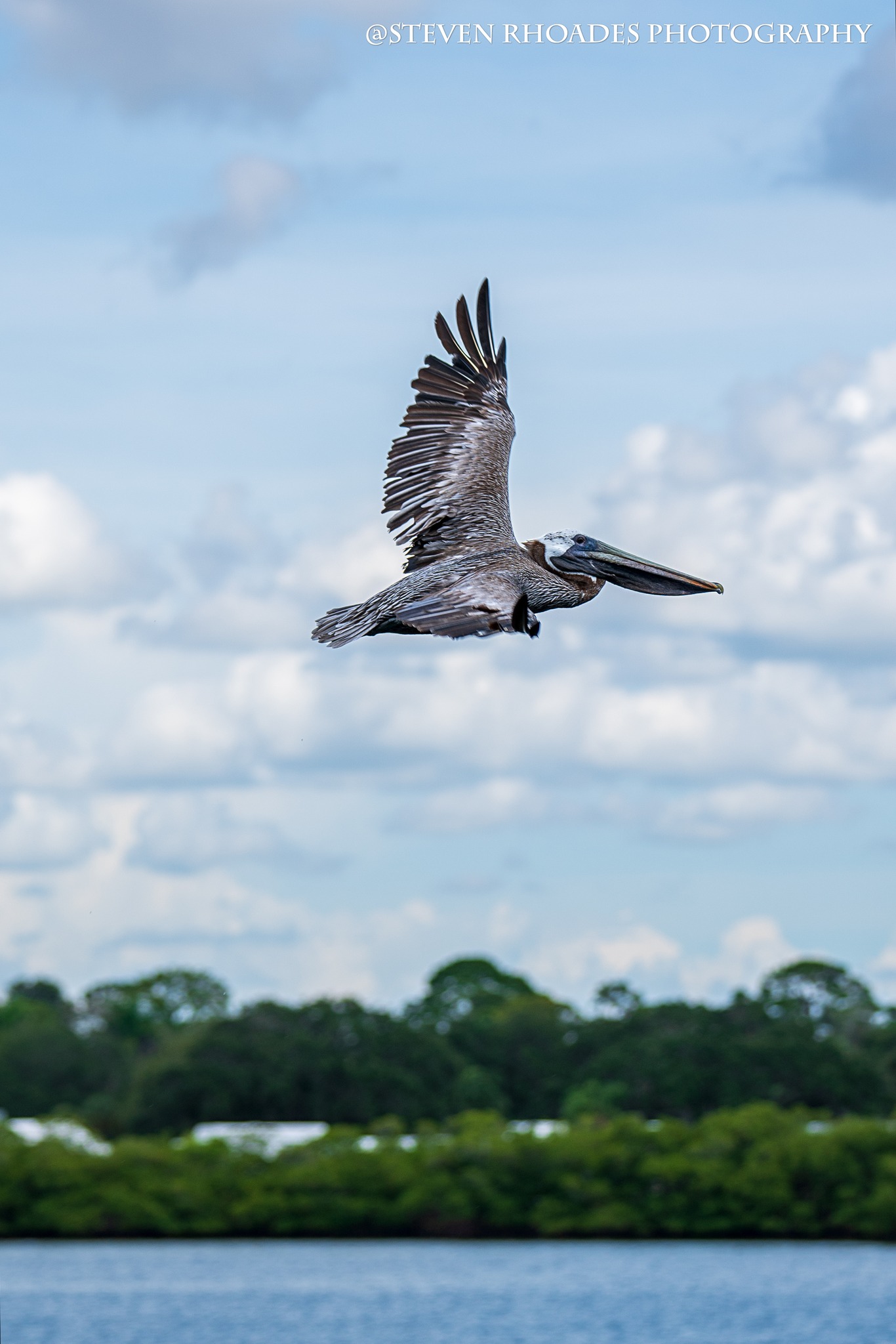 If you saw a pelican in Florida while... - Nature Photography | Facebook