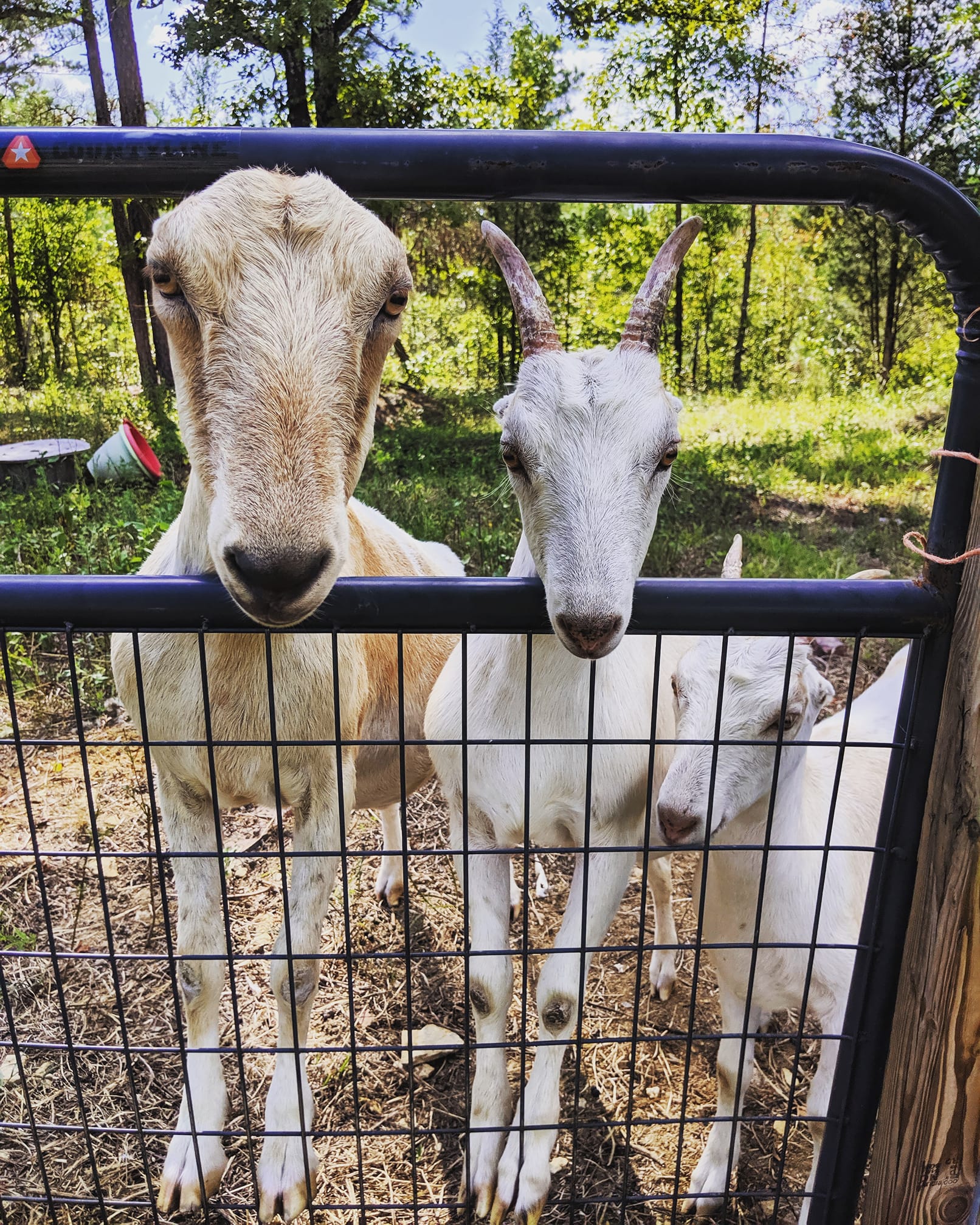 Handley Farms | Athens AL