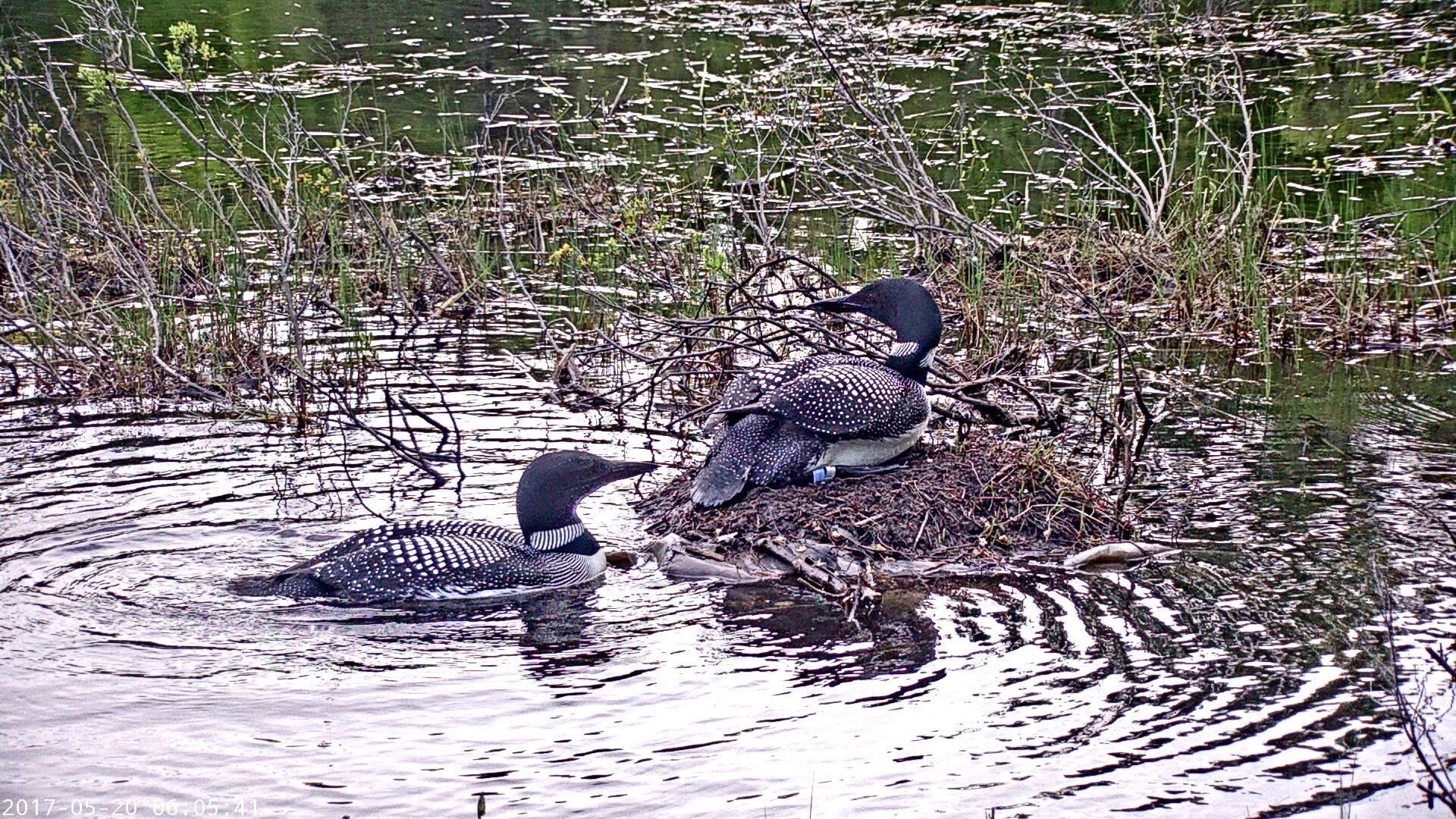 Meet the Banded Loons of New... - Loon Preservation Committee | Facebook