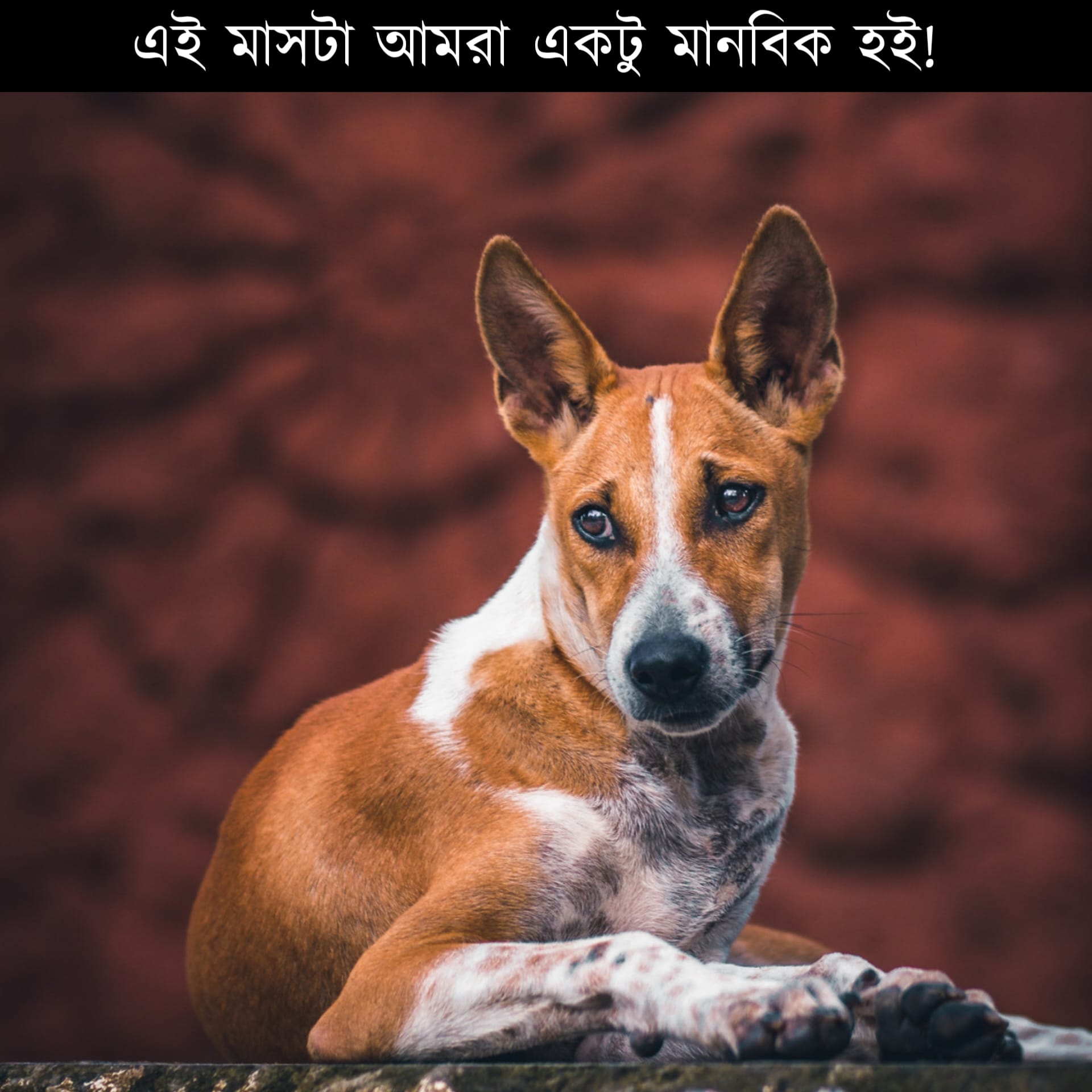 Mir Rabby - আমাদের দেওয়া কেক, বিস্কুটেই রাস্তার বেশিরভাগ... | Facebook