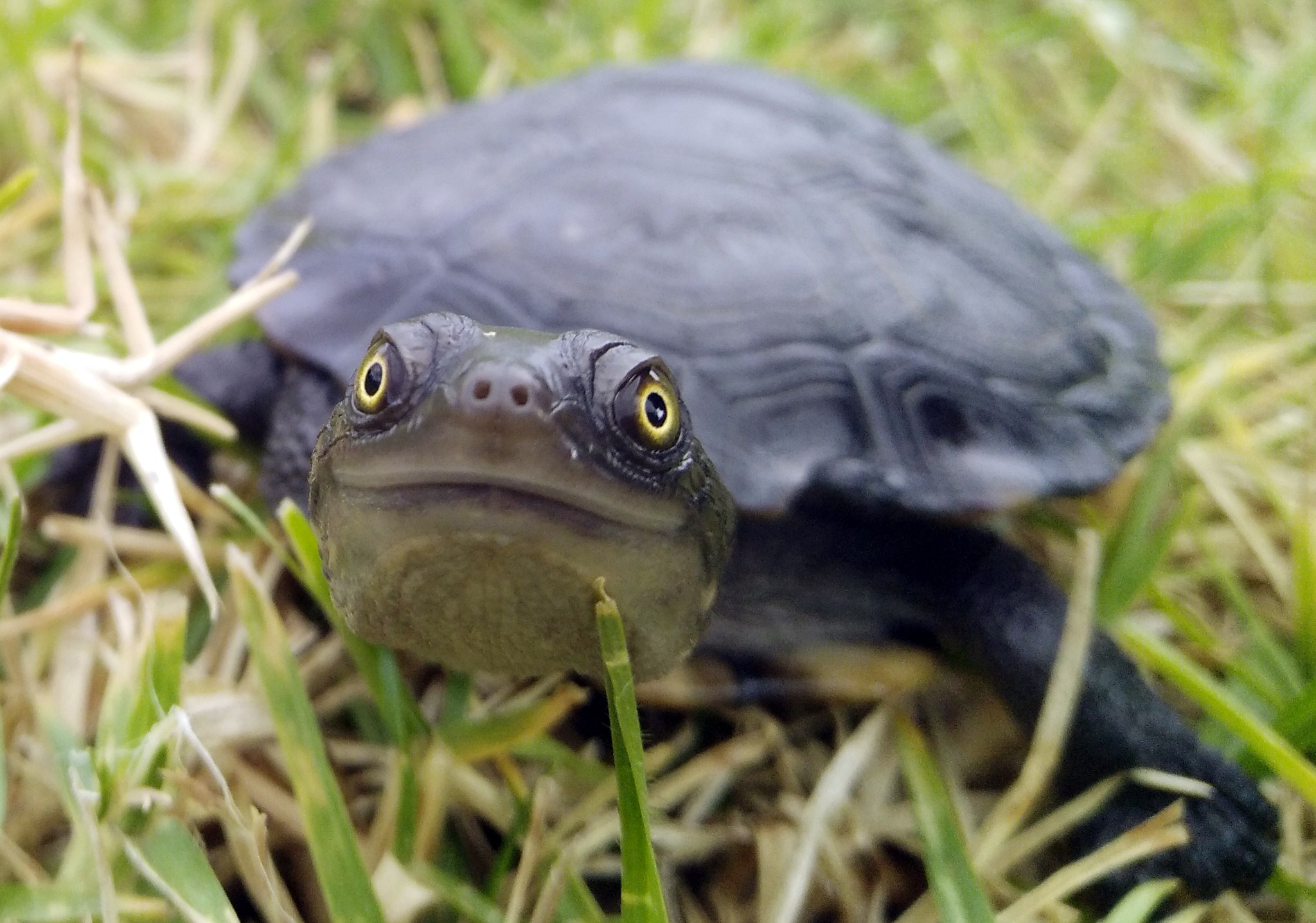 Get ready for World Turtle... - Wingecarribee Shire Council