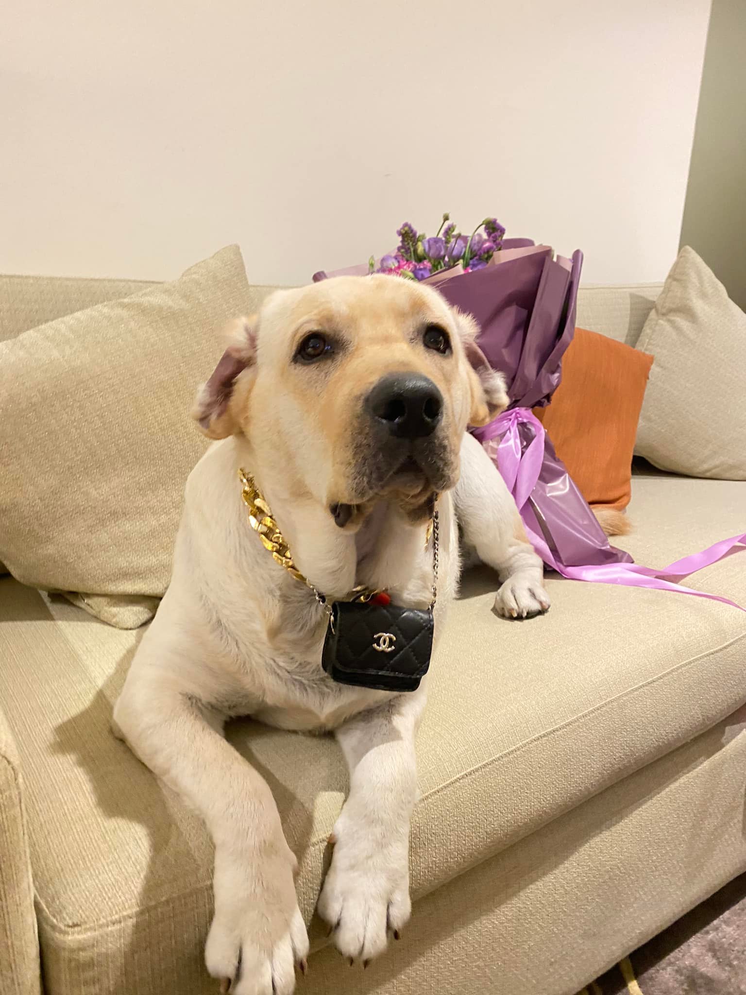 Chanel ใหม่ ก็จะมีเงินเหรียญ กับ... - Dobby Bambii labrador | Facebook