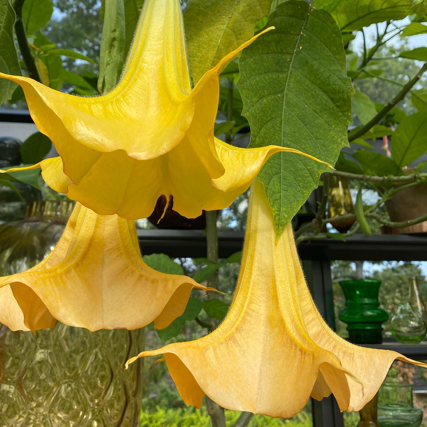 Brugmansia Explore Facebook