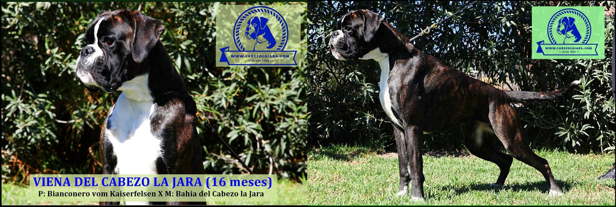 Boxer Cabezo La Jara