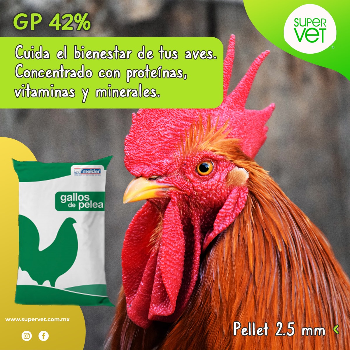 Alimentos seguros para alimentar a un gallo