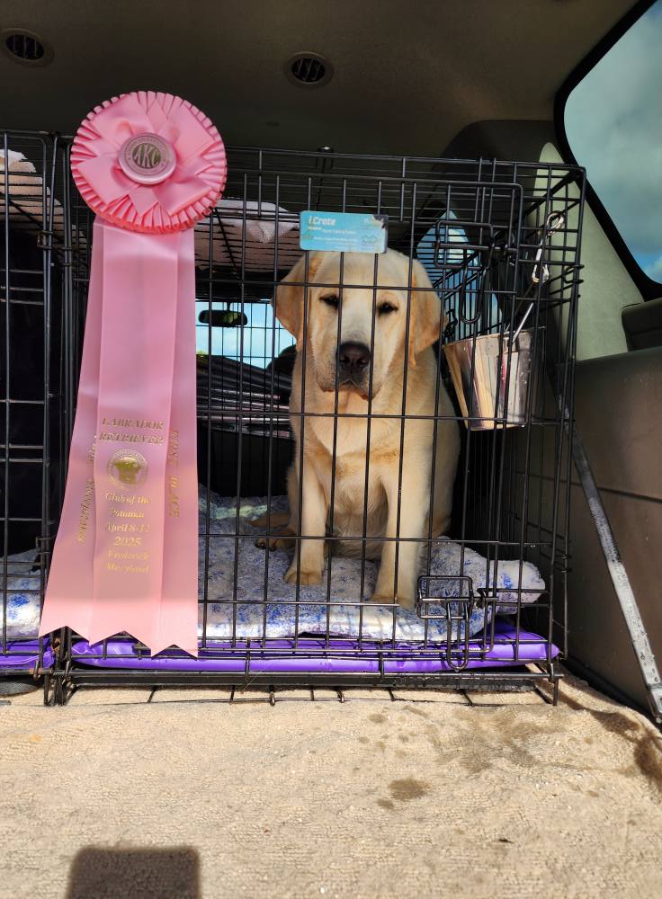 Seahawk Labradors | Stewartstown PA