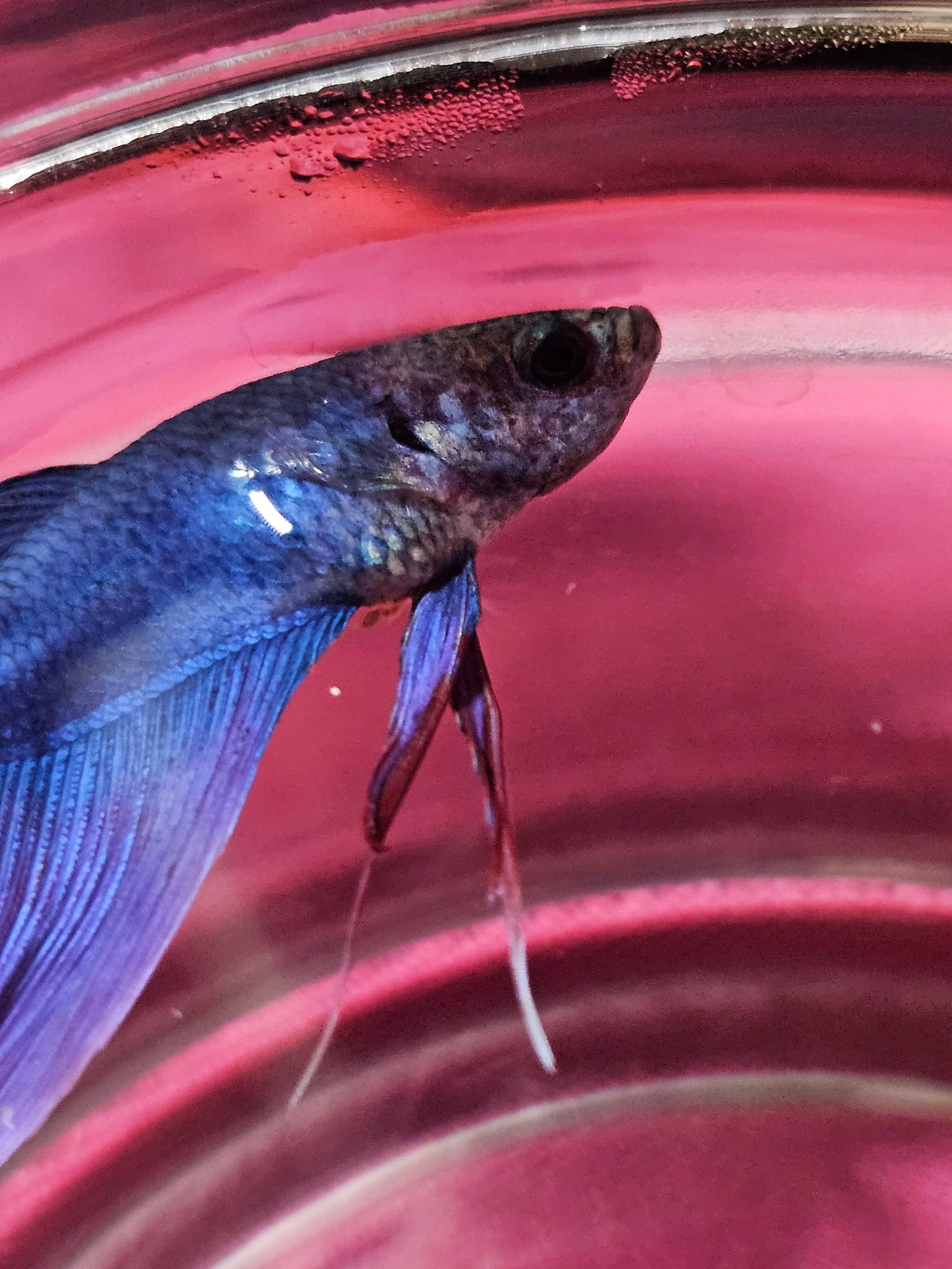 Fresh Water & aquarium fish | I got a King Betta with SBD from ...