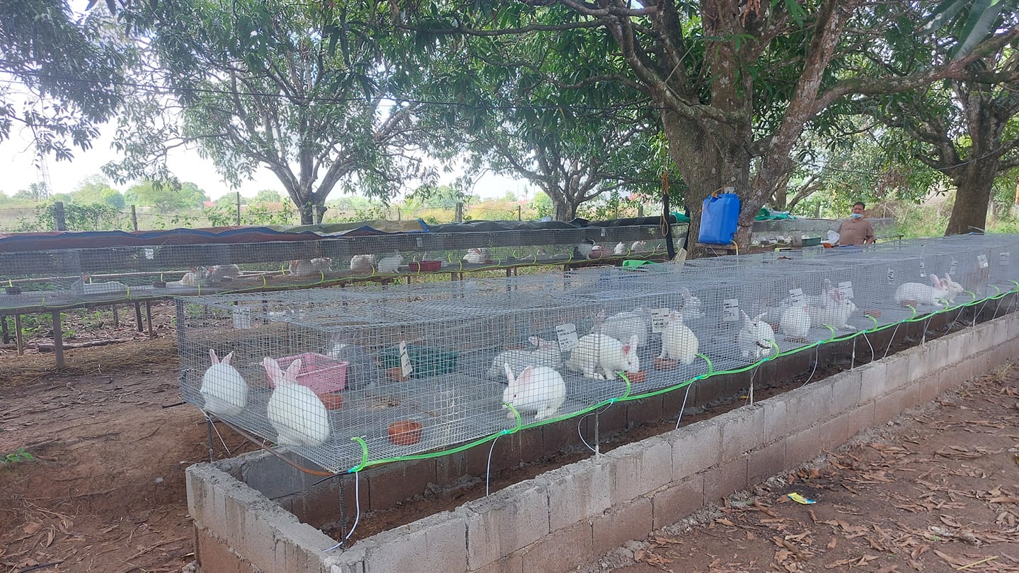 Bright's Farm and Rabbitry | San Miguel