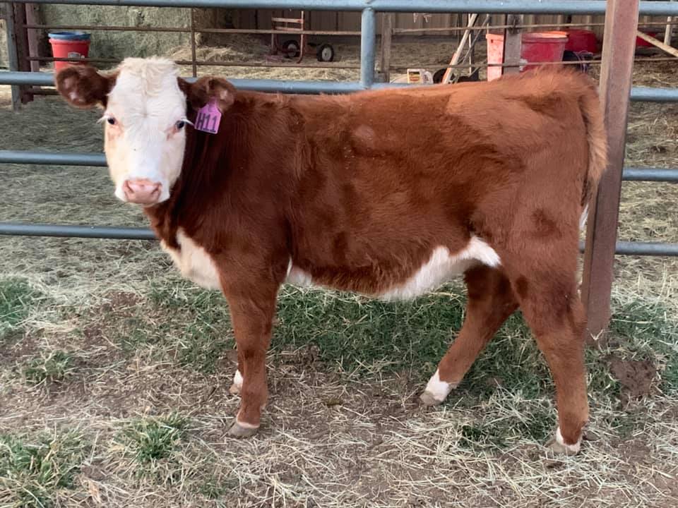 Square G Ranch | Putnam OK